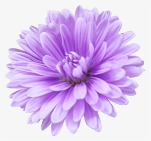 Aster Breeder From Holland, HD Png Download, Transparent PNG