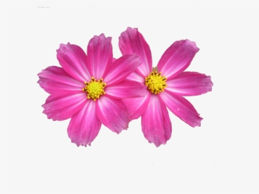 Asters Flowers Png Image Download, Transparent Png, Transparent PNG