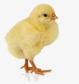 Baby Chicken Png, Transparent Png, Transparent PNG