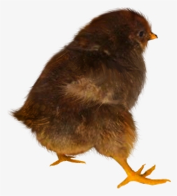 Baby Chicken Png, Transparent Png, Transparent PNG