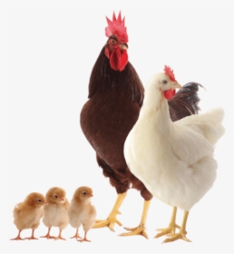 Baby Chicken Png, Transparent Png, Transparent PNG