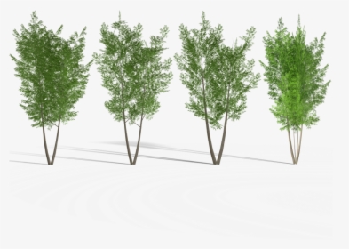 4 Eucalyptus Tree 2 Royalty-free 3d Model, HD Png Download, Transparent PNG