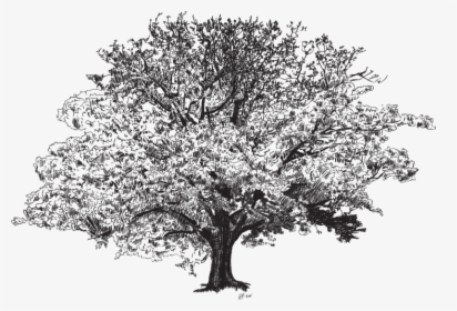 Wide Tree, HD Png Download, Transparent PNG