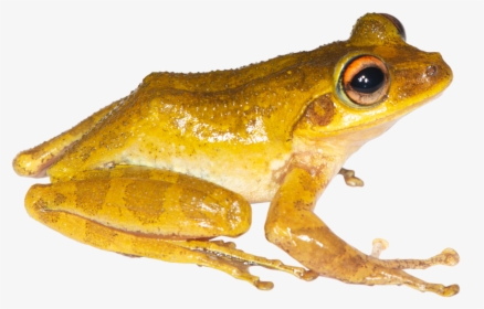 Boophis Nauticus, HD Png Download, Transparent PNG