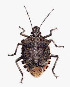 Insect Brown Marmorated Stink Bug True Bugs, HD Png Download, Transparent PNG