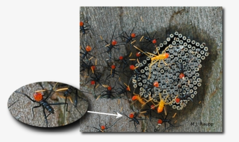 Gorgeous Wheel Bug Nymphs Cluster Near Eggs From Which, HD Png Download, Transparent PNG
