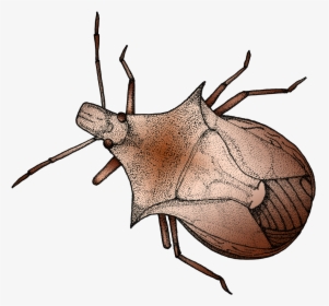 Pen And Ink Illustration Of A Stink Bug, HD Png Download, Transparent PNG