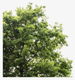 Oak Trees Png, Transparent Png, Transparent PNG