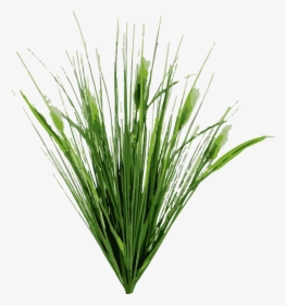 Dietes Typha Latifolia Cat Tail Pond Road Plant, HD Png Download, Transparent PNG