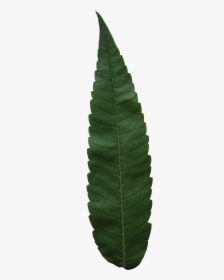 Fern Leaf Png, Transparent Png, Transparent PNG