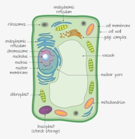 Plant Cell Vs Animal Cell Simple , Png Download - Simple Plant Cell