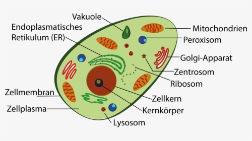 Plant Cell And Human Cell , Png Download, Transparent Png, Transparent PNG