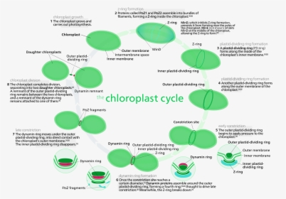 Most Chloroplasts In Plant Cells, And All Chloroplasts, HD Png Download, Transparent PNG
