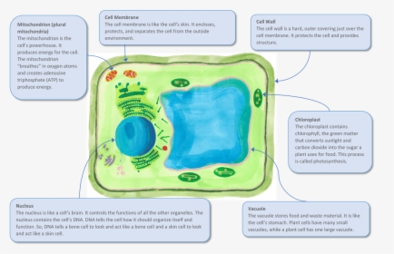 A Plant Cell And Some Of Its Key Organelles, HD Png Download, Transparent PNG