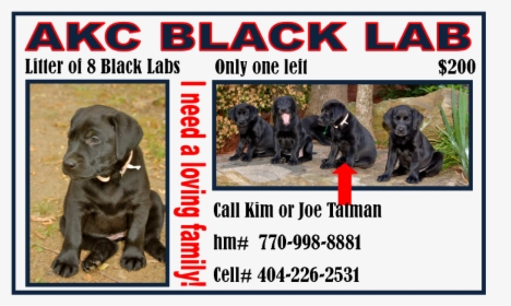 Akc Black Lab Puppy, HD Png Download, Transparent PNG