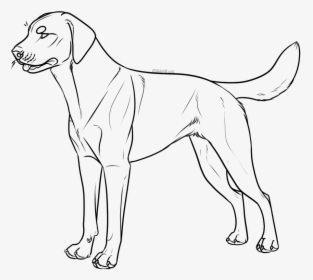 Black Lab Lineart, HD Png Download, Transparent PNG