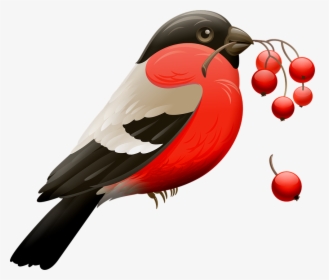 Red Robin, Berry, Red Berries, Bird, Nature, Animal, HD Png Download, Transparent PNG