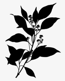 This Free Icons Png Design Of Camphor Tree, Transparent Png, Transparent PNG