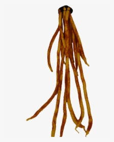 Dreadlock - Legume, HD Png Download, Transparent PNG