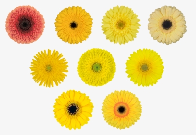 Easter Flowers Png, Transparent Png, Transparent PNG