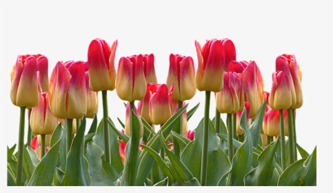 Tulips, Spring, Easter, Nature, Flowers, Blossom, Bloom, HD Png Download, Transparent PNG