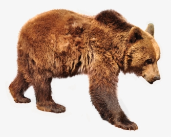 Bear, Brown Bear, Isolated, Nature, Animals, Forest, HD Png Download, Transparent PNG