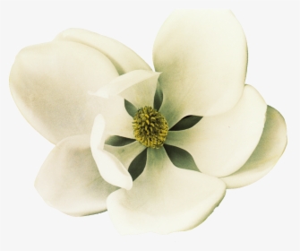 Clip Art Southern Magnolia Petal Flower, HD Png Download, Transparent PNG