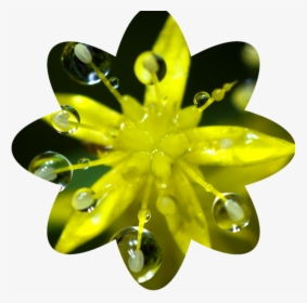 Final Flower-shaped Crop, HD Png Download, Transparent PNG