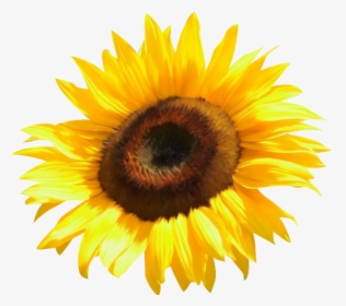 Common Sunflower Clip Art, HD Png Download, Transparent PNG