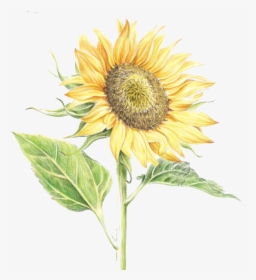 Common Sunflower Watercolor Painting, HD Png Download, Transparent PNG