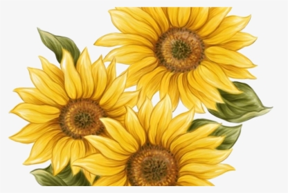 15 Watercolor Sunflower Png For Free Download On Mbtskoudsalg, Transparent Png, Transparent PNG