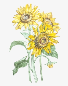 Watercolor Sunflower Png, Transparent Png, Transparent PNG