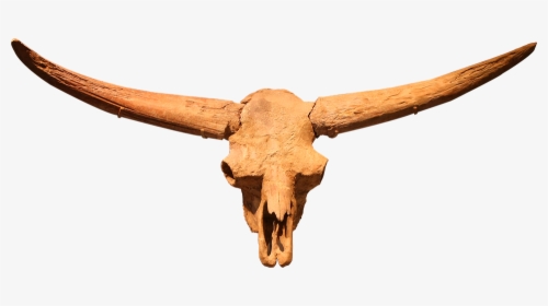 Bison Latifrons, Ancient Bison, Ice Age, North Dakota, HD Png Download, Transparent PNG