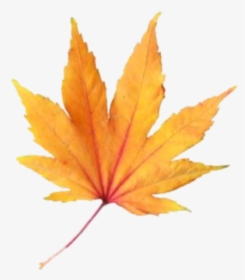 #leave #fall #aesthetic #freetoedit, HD Png Download, Transparent PNG