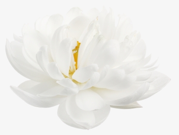 “ White Lotus From The Nymphaea Genus, HD Png Download, Transparent PNG