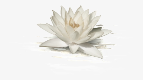 This Graphics Is White Lotus Transparent About Fashion,lotus,png, Png Download, Transparent PNG