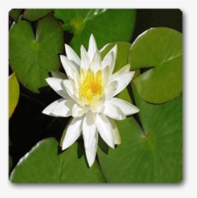 White Lotus Png, Transparent Png, Transparent PNG