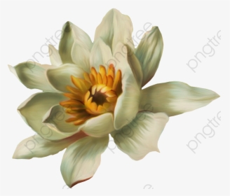 Transparent Water Lily Clipart, HD Png Download, Transparent PNG