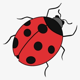 Drawing Ladybird Beetle Image Tutorial Clip Art, HD Png Download, Transparent PNG