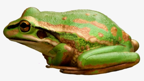 Green And Golden Bell Frog, HD Png Download, Transparent PNG