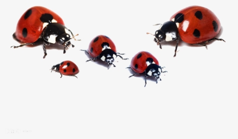 Ladybugs White Background, Hd Wallpaper Download, HD Png Download, Transparent PNG