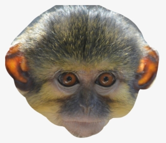 Transparent Monkey Face Png, Png Download, Transparent PNG