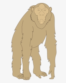 Monkey, Face, Arms, Animal, Staring, Legs, Fur, HD Png Download, Transparent PNG