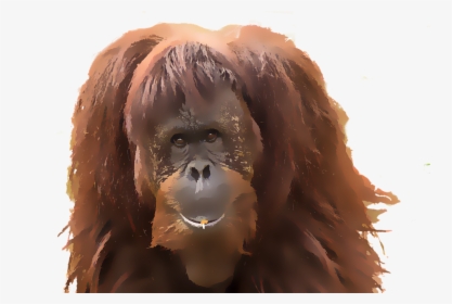 Monkey, Orangutan, Watercolor, Animal, Primate, Mammal, HD Png Download, Transparent PNG