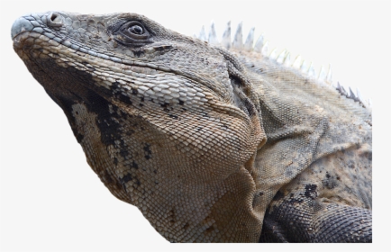 Iguana, Reptile, Lizard, Dragon, Monitor, Scaly - Marine Iguanas Transparent, HD Png Download, Transparent PNG