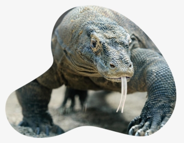Knoxville Zoo Komodo Dragon, HD Png Download, Transparent PNG