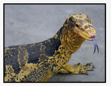 Blue Tongue Monitor Lizard, HD Png Download, Transparent PNG