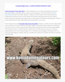 Alligator Lizard, HD Png Download, Transparent PNG