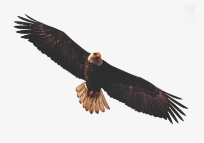 Golden Eagle Clipart Dead Eagle - Eagle Flying Transparent Background, HD Png Download, Transparent PNG