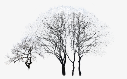 Tree Winter Black And White - Snowy Winter Tree Vector, HD Png Download, Transparent PNG